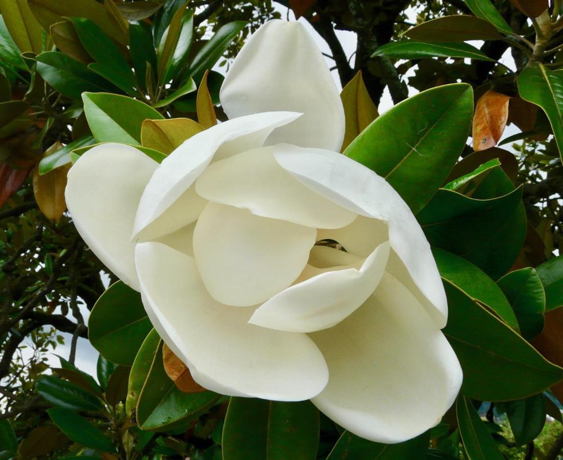 Magnolia : Superbe Deux-Pieces Quartier Du Chateau По Экстерьер фото